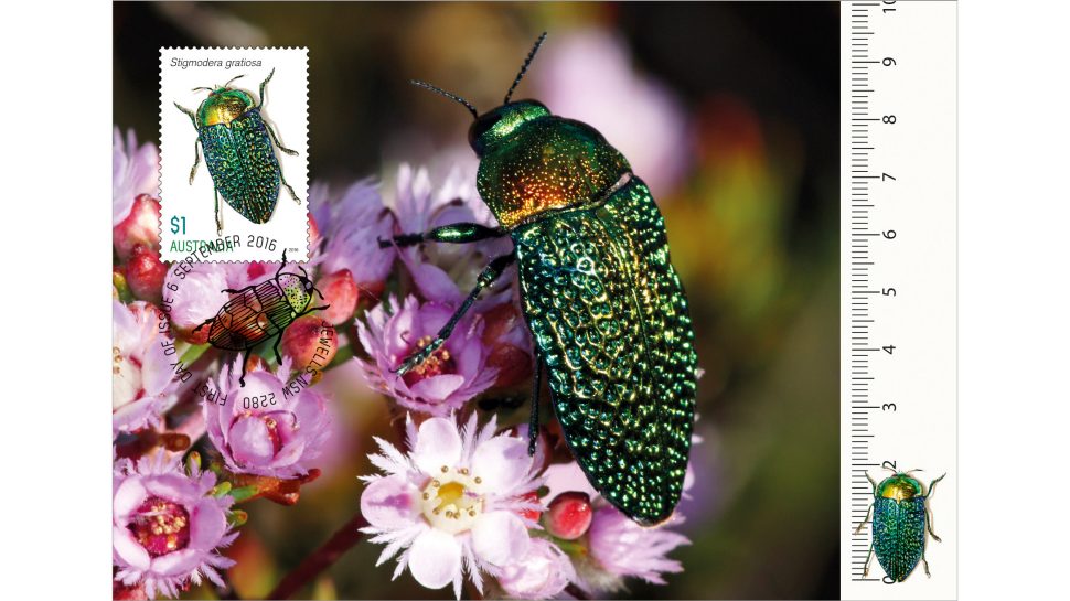 Jewel beetles maxicard
