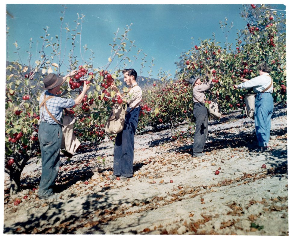 Apple picking (AA193-1-885), Tasmanian Archive and Heritage Office.