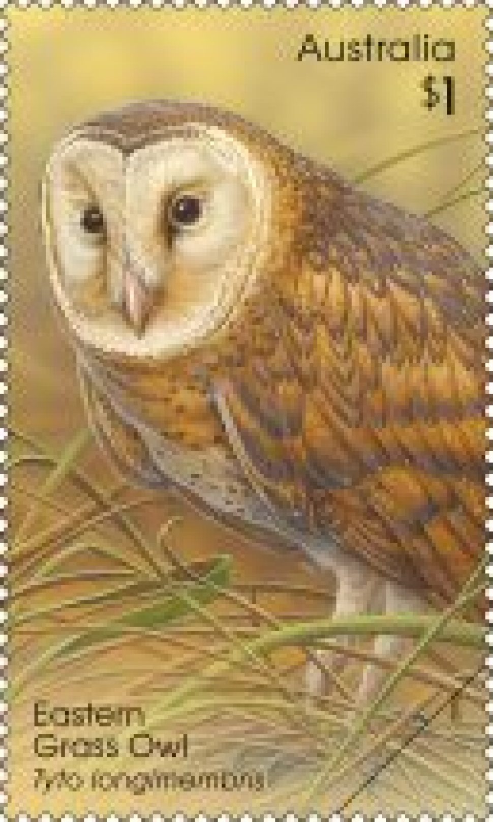 Eastern Grass Owl (Tyto longimembris)