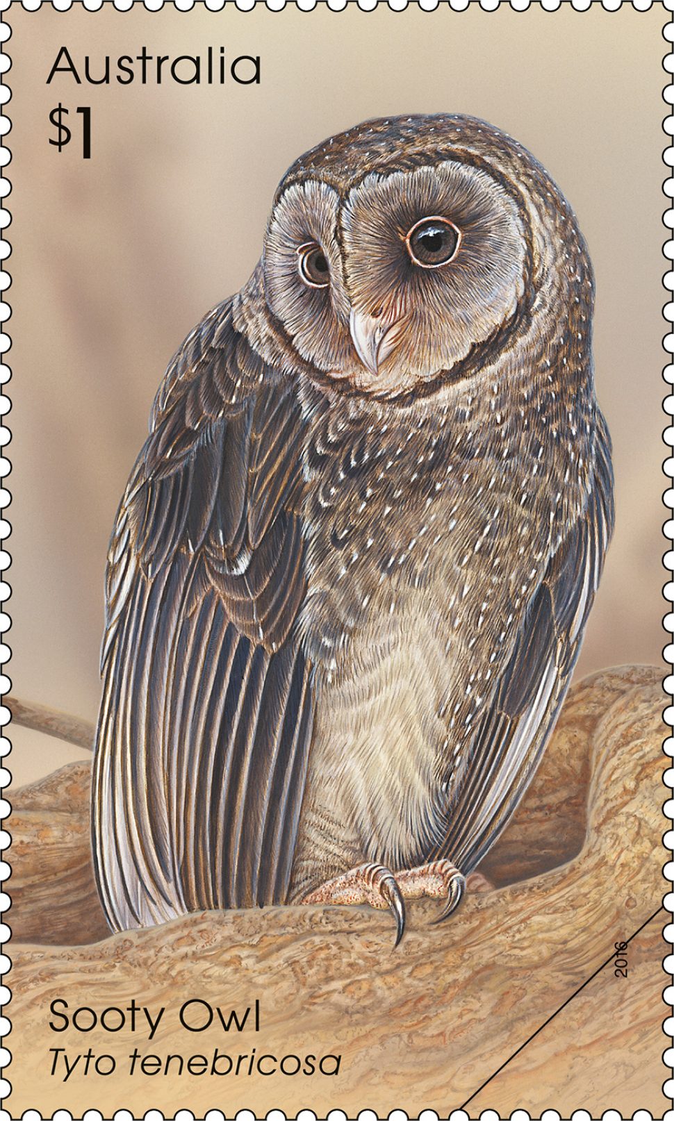 Sooty Owl (Tyto tenebricosa)