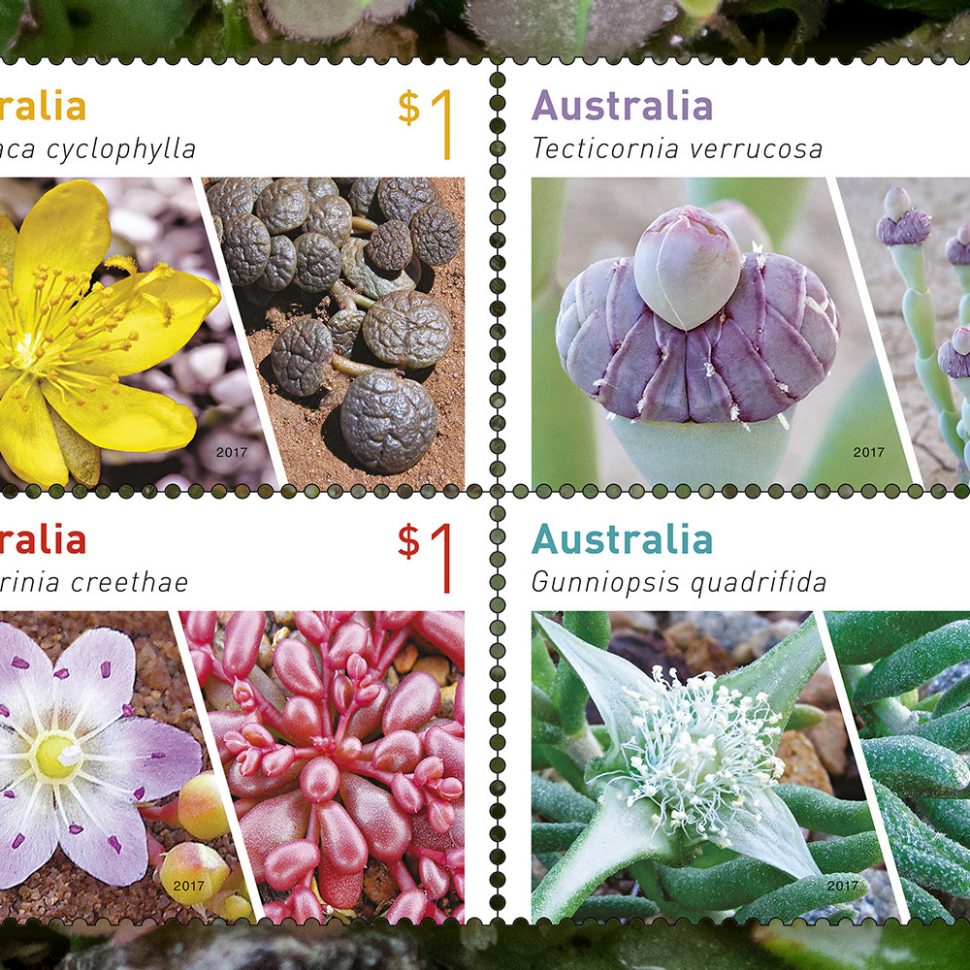 Inside the wonderful world of Australian succulents