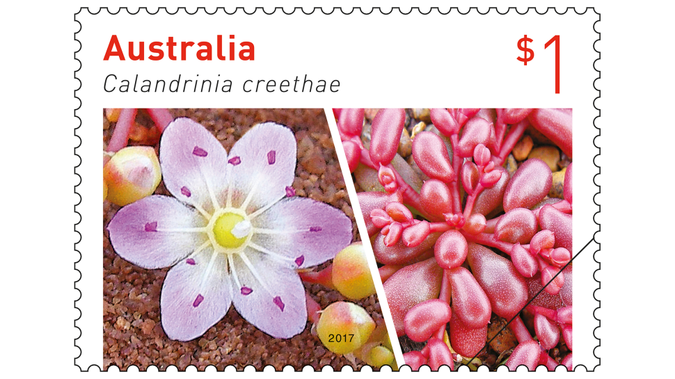 $1 stamp featuring Calandrinia creethae