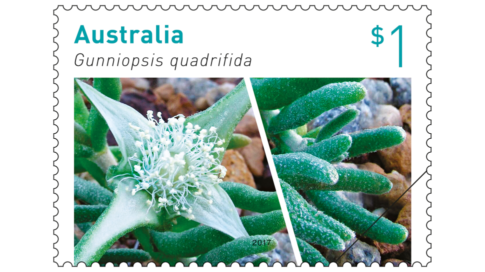 $1 stamp featuring Gunniopsis quadrifida