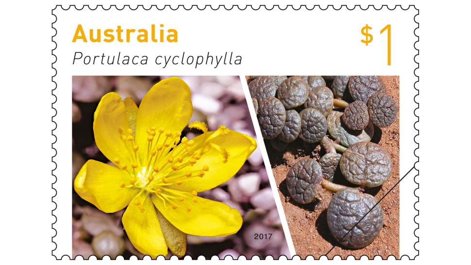 $1 stamp featuring Portulaca cyclophylla