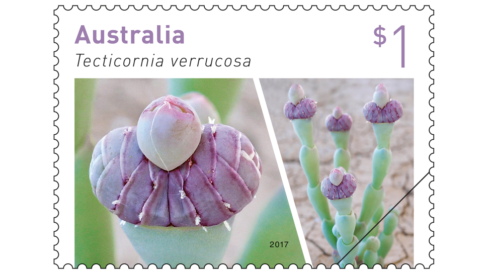 $1 stamp featuring Tecticornia verrucosa