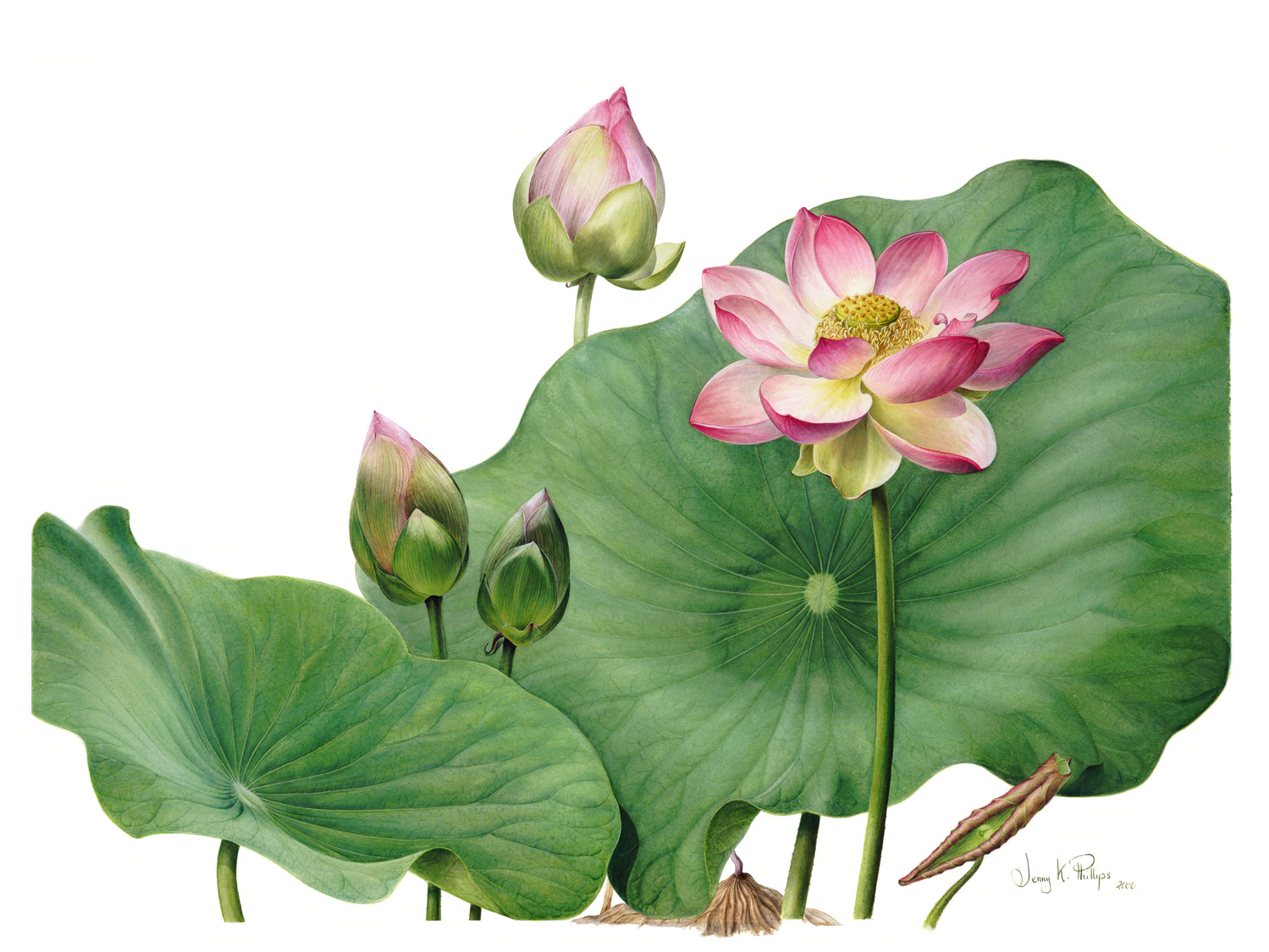 Illustration of Lotus Lily by Jenny Phillips