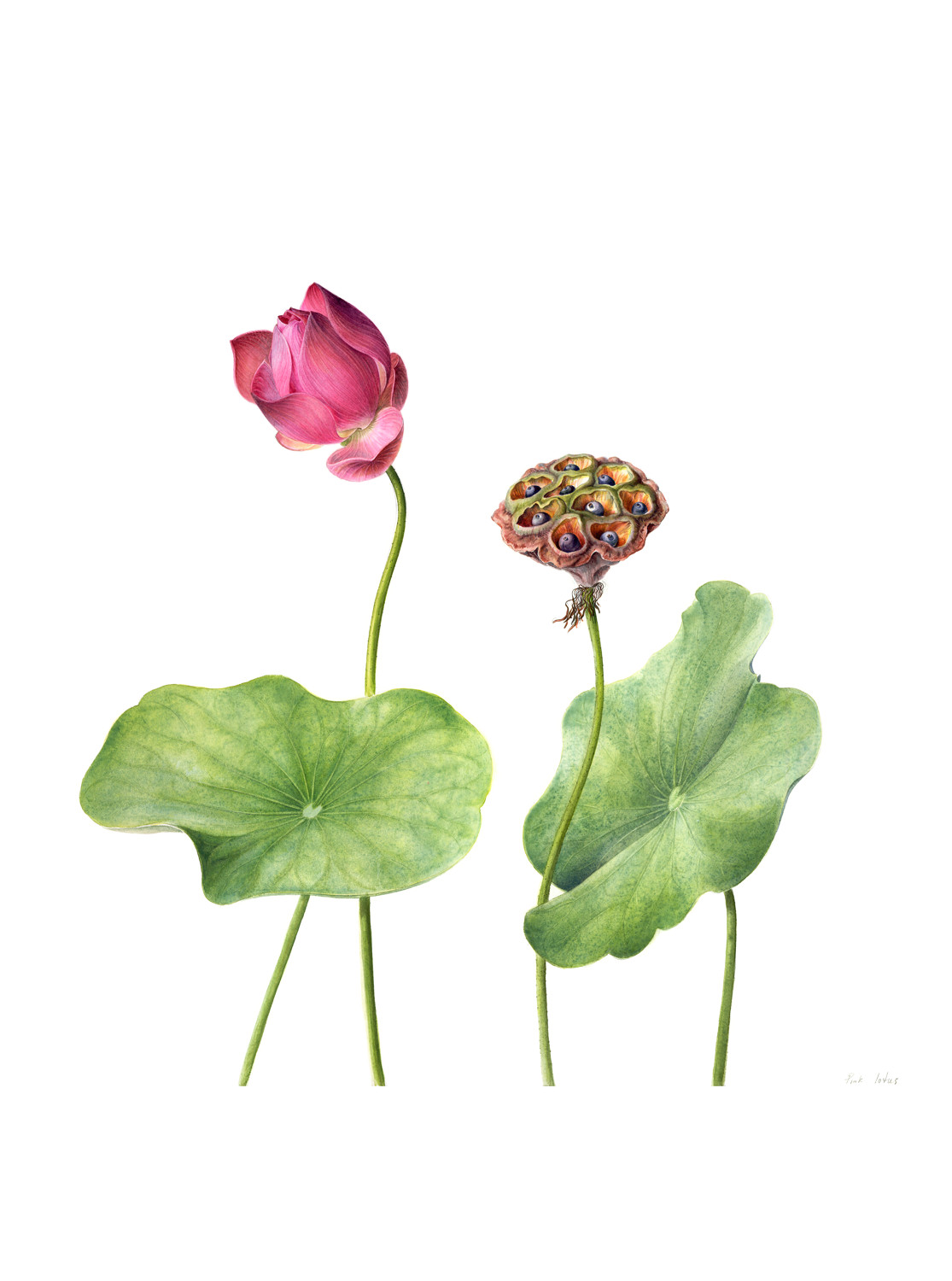 Illustration of Lotus Lily - flower and pod - by Jenny Phillips