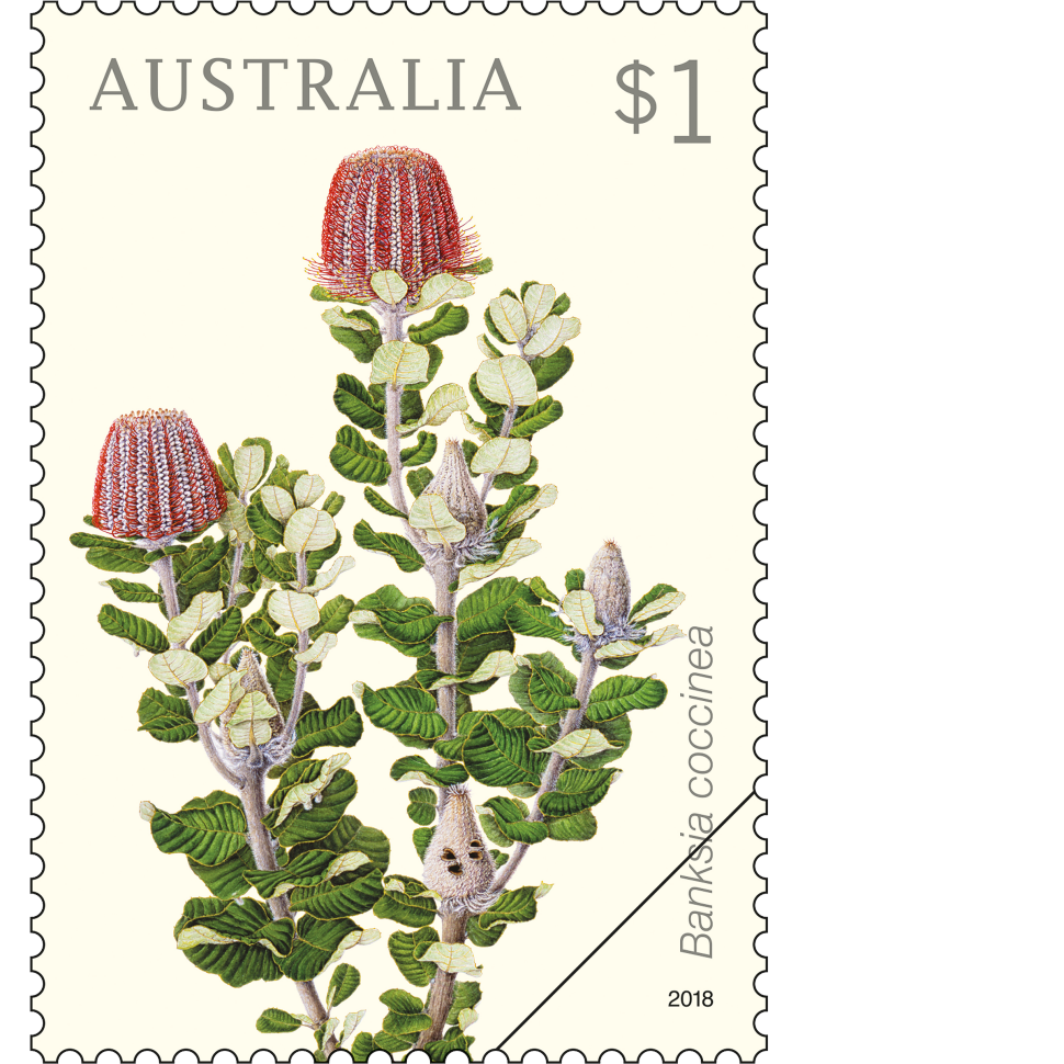 Banksia coccinea