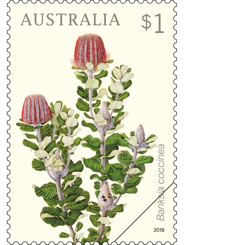 $1 Banksia coccinea stamp