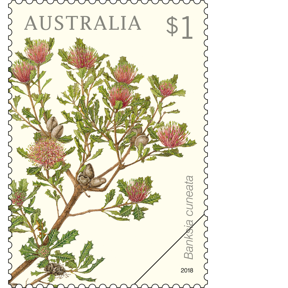 Banksia cuneata