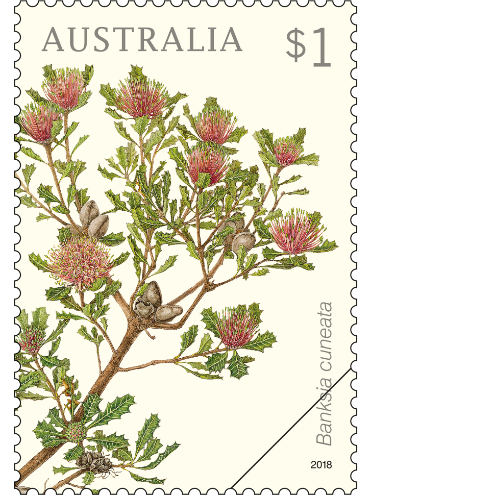 $1 Banksia cuneata stamp