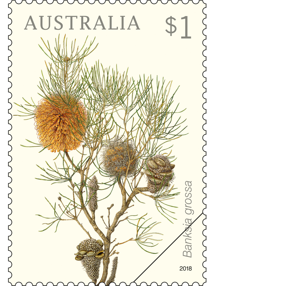 Banksia grossa