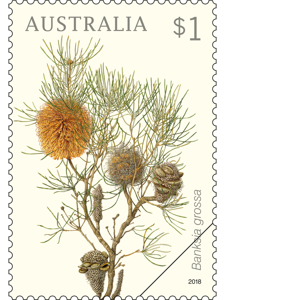 $1 Banksia grossa stamp