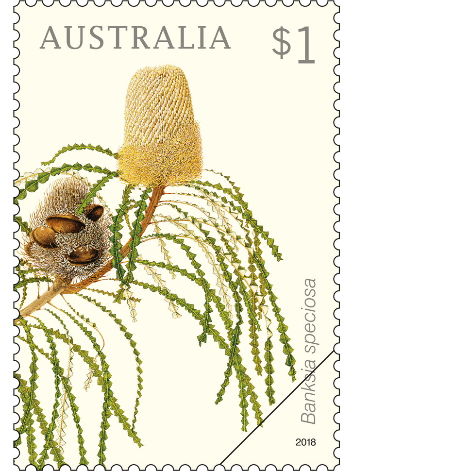 Banksia speciosa