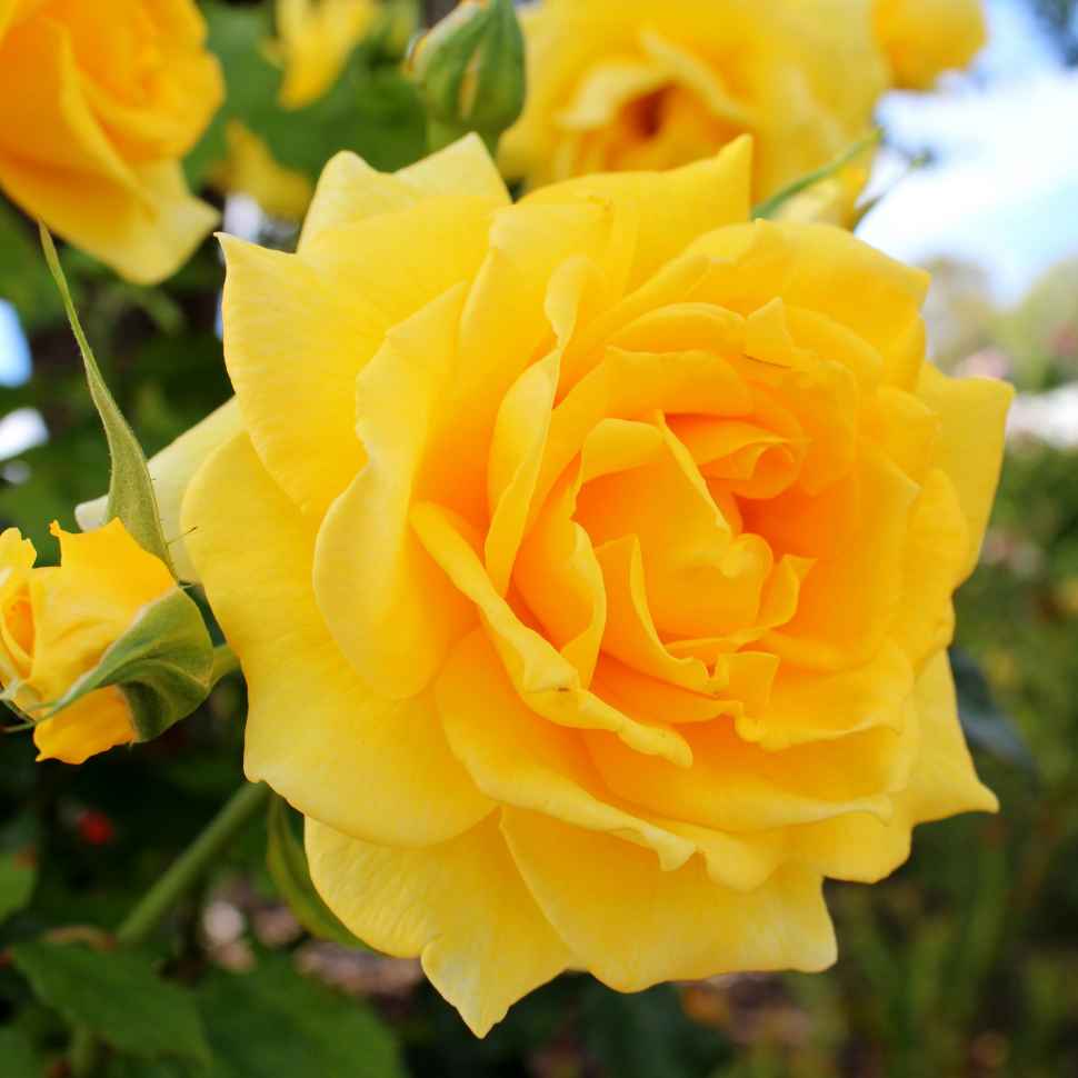 The Queen Elizabeth Rose - Australia Post