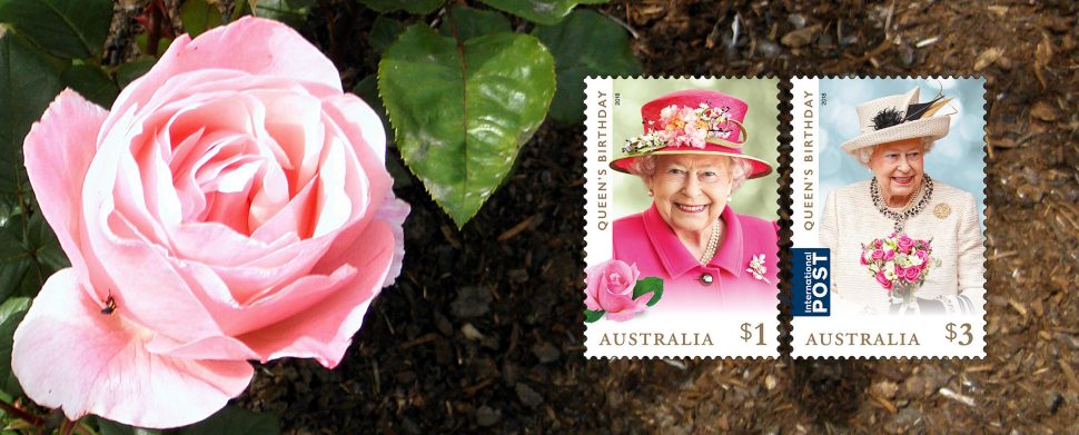 Rose Queen Elizabeth bare root (pink) single