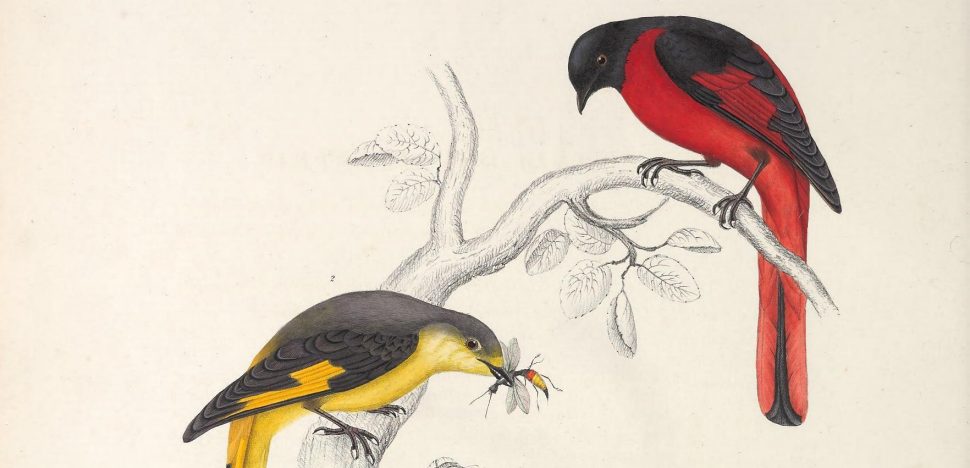 A lithograph solely attributed to Elizabeth Gould from John Gould’s first published work, via Wikipedia and Creative Commons