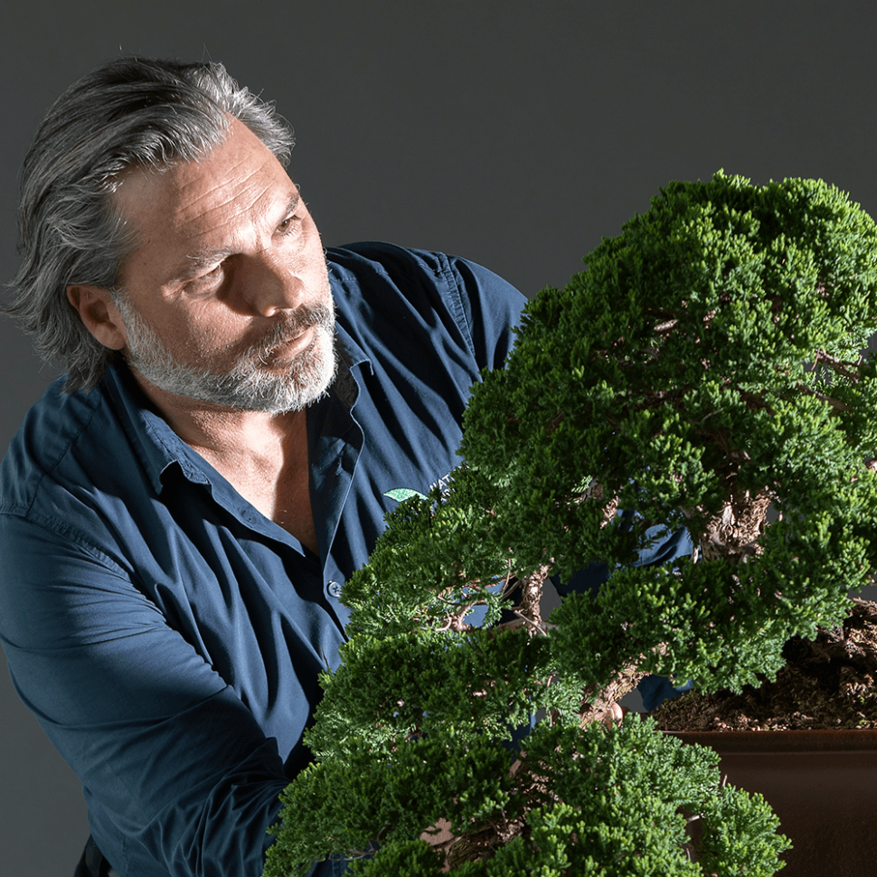 Explore the world of Australian bonsai