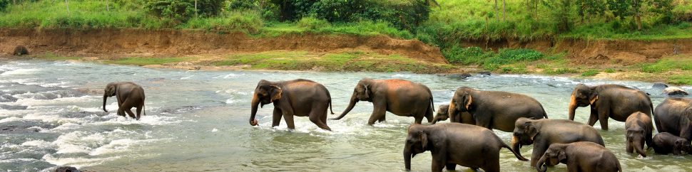 Elephants in river