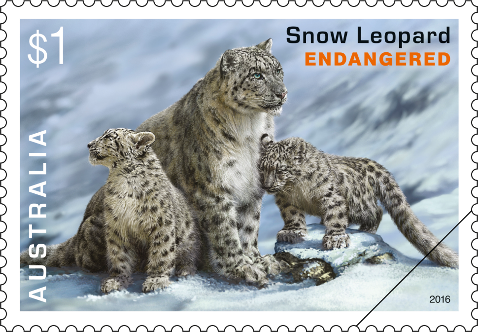 Snow Leopard (Panthera uncia syn. Uncia uncia)