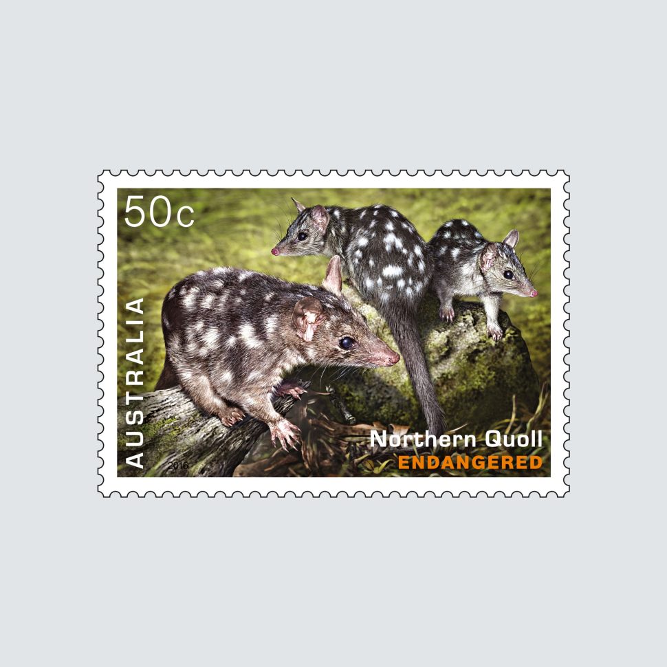 Endangered Wildlife SCM 2016 Northern Quoll 50c stamp