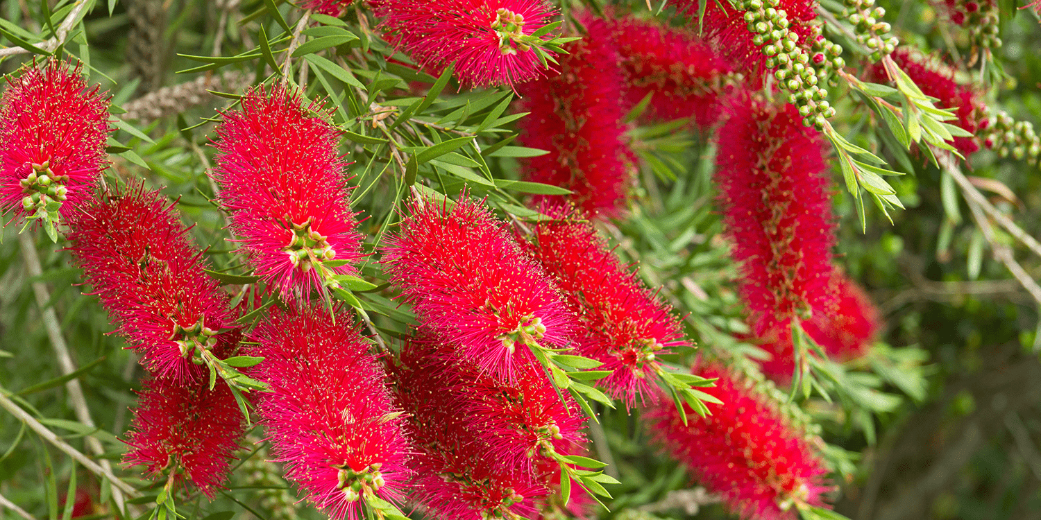 floral-emblems-australia-post