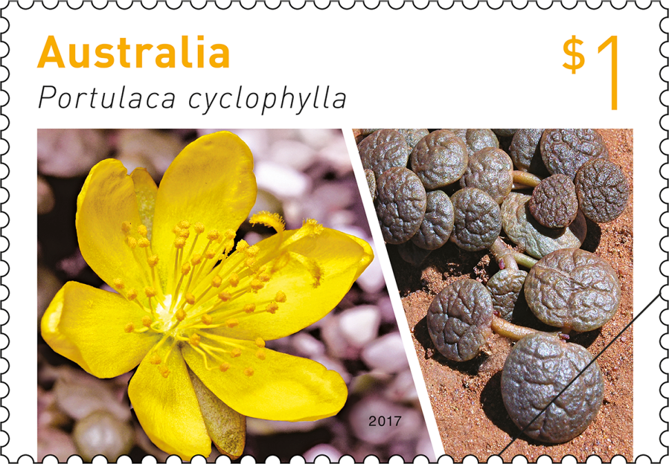 $1 Portulaca cyclophylla