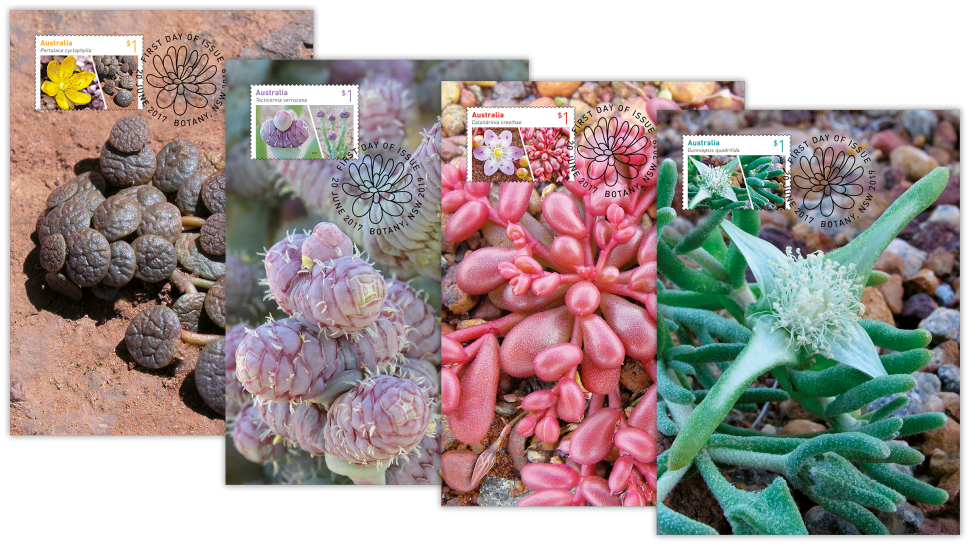 Australian Succulents maxicard set