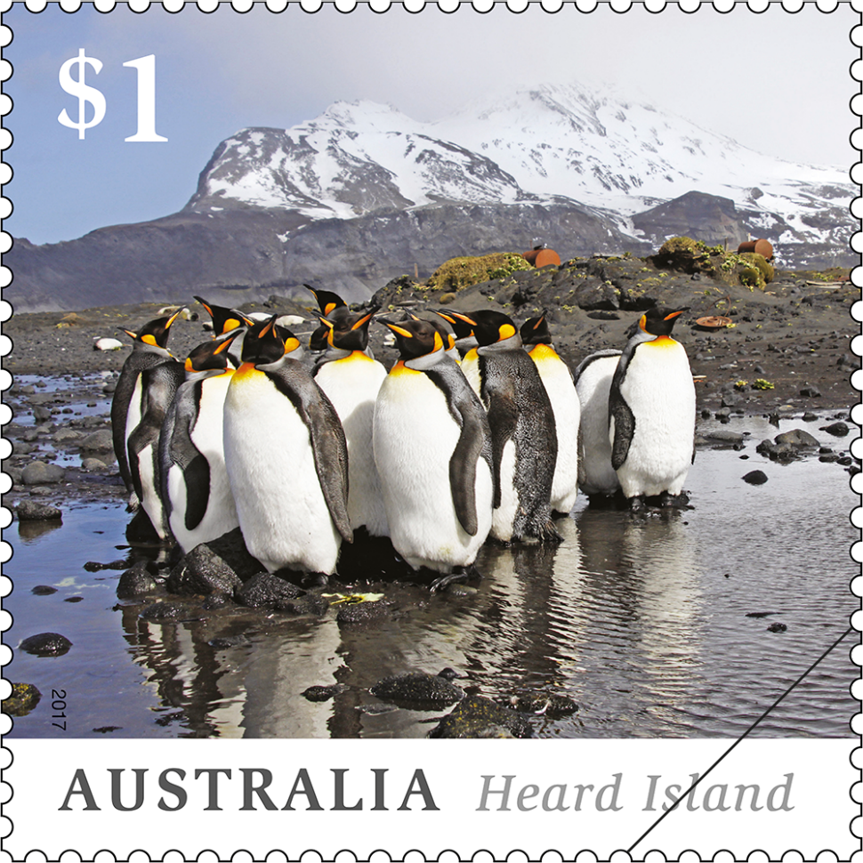 $1 King Penguins at Atlas Cove