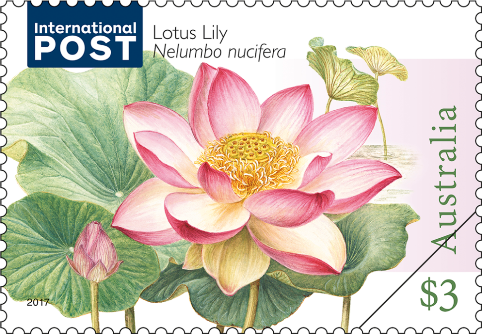 $3 Lotus Lily (Nelumbo nucifera)
