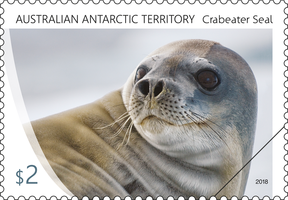 AAT Crabeater Seals