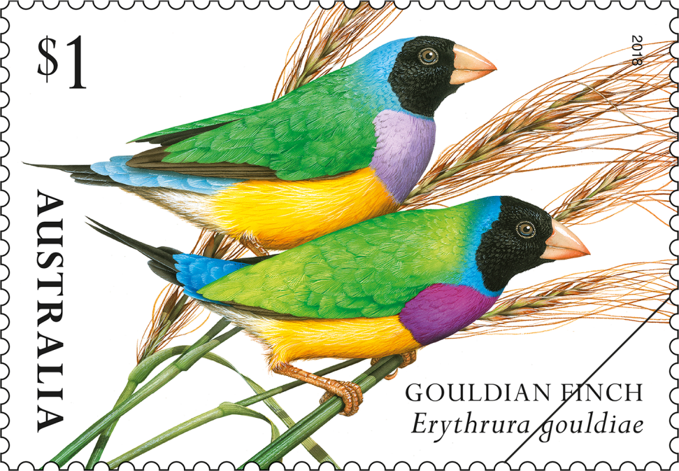 $1 Gouldian Finch (Erythrura gouldiae)