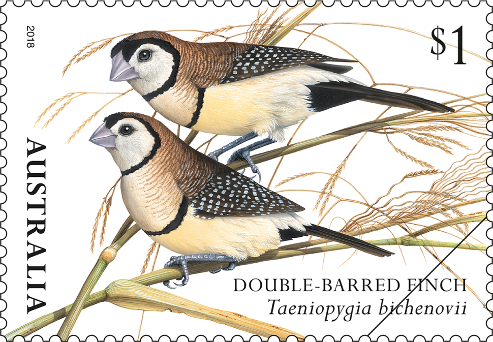 $1 Double-barred Finch (Taeniopygia bichenovii)