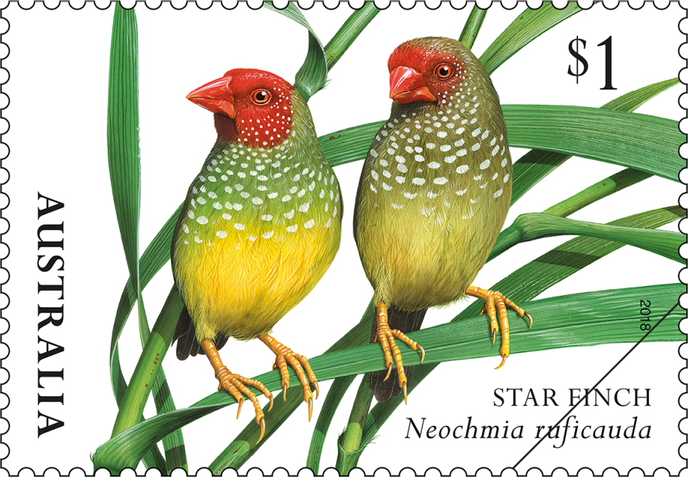 $1 Star Finch (Neochmia ruficauda)