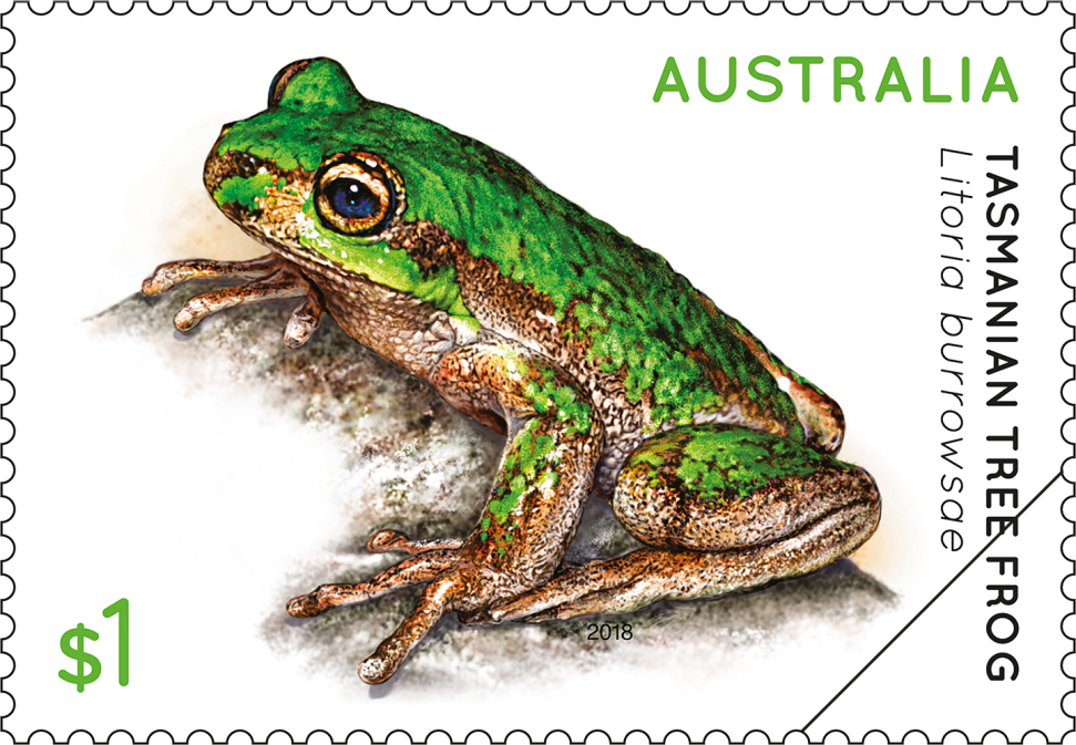 $1 Tasmanian Tree Frog, Litoria burrowsae