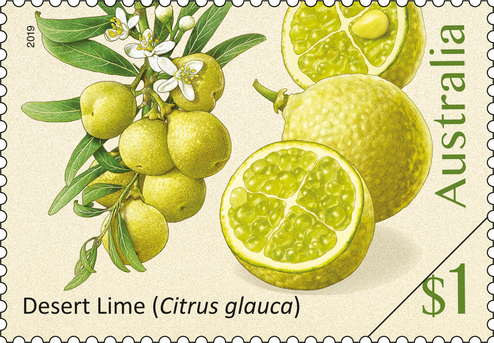 $1 - Desert Lime (Citrus glauca)