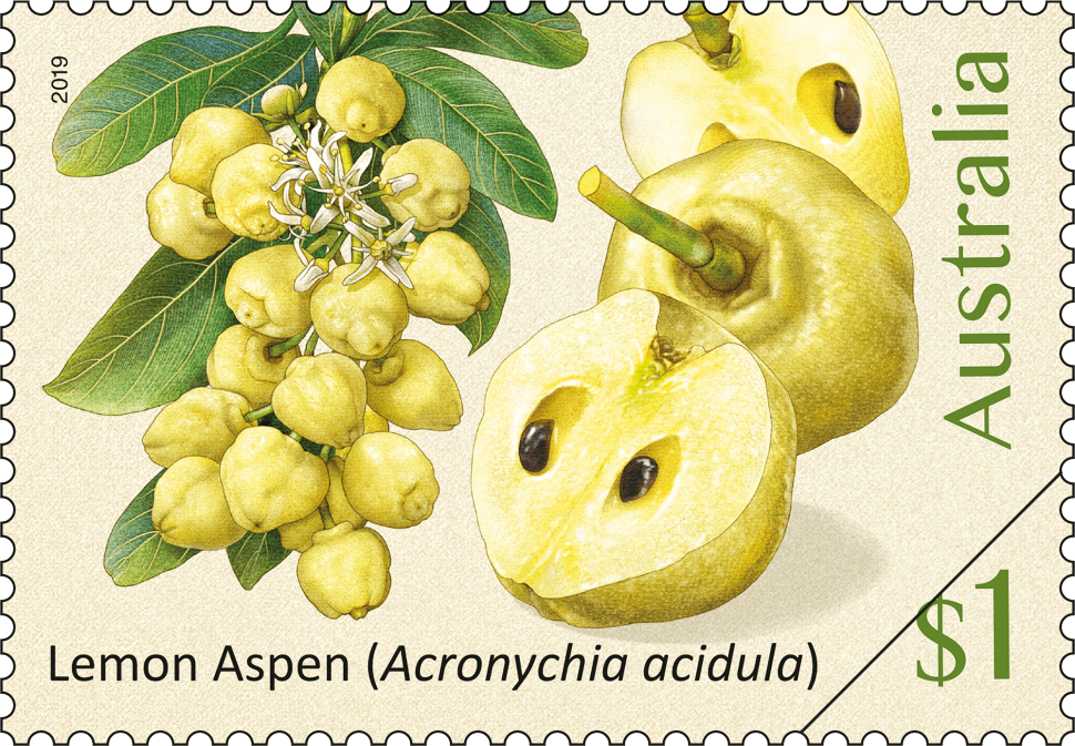 $1 - Lemon Aspen (Acronychia acidula)