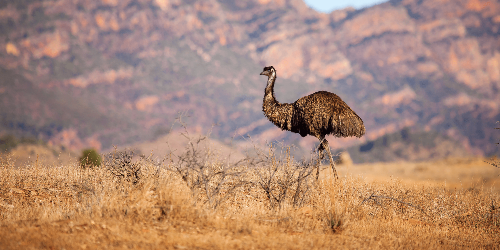 Flightless Birds - Australia Post