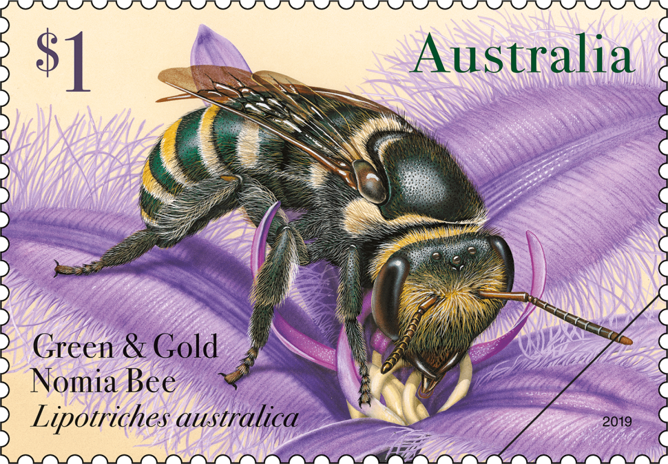 Green and Gold Nomia Bee (Lipotriches australica)
