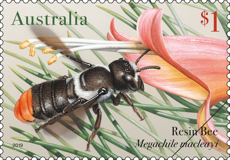 Resin Bee (Megachile macleayi)