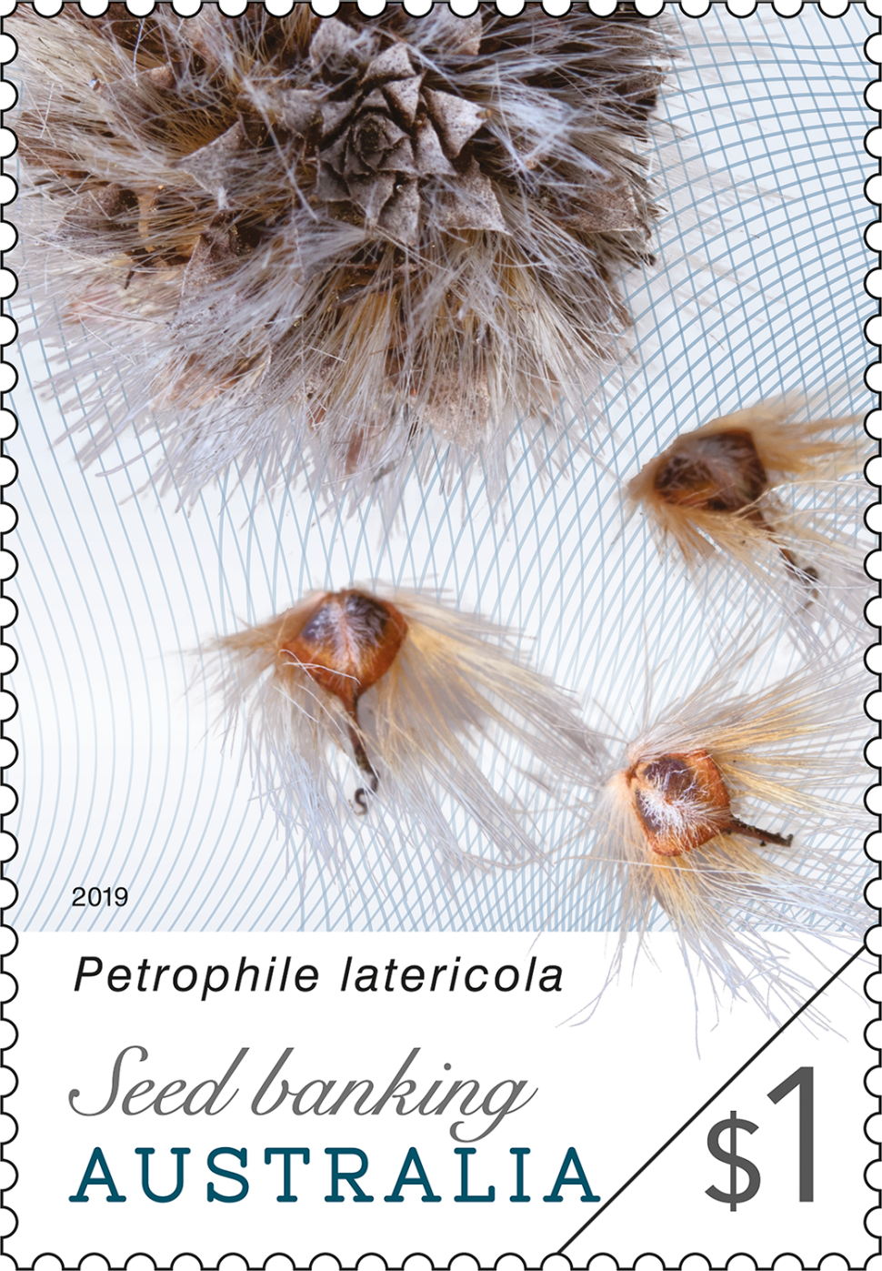 $1 - Petrophile latericola 