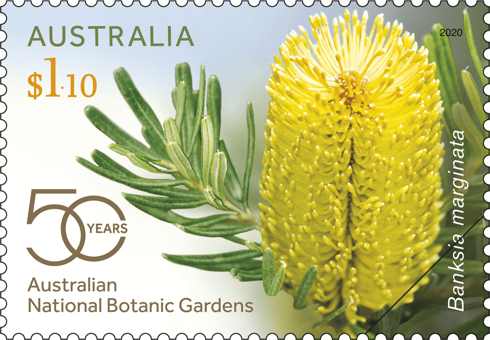 $1.10 - Banksia marginata