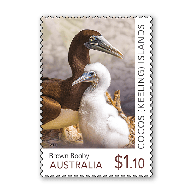 Cocos (Keeling) Islands: Booby Birds