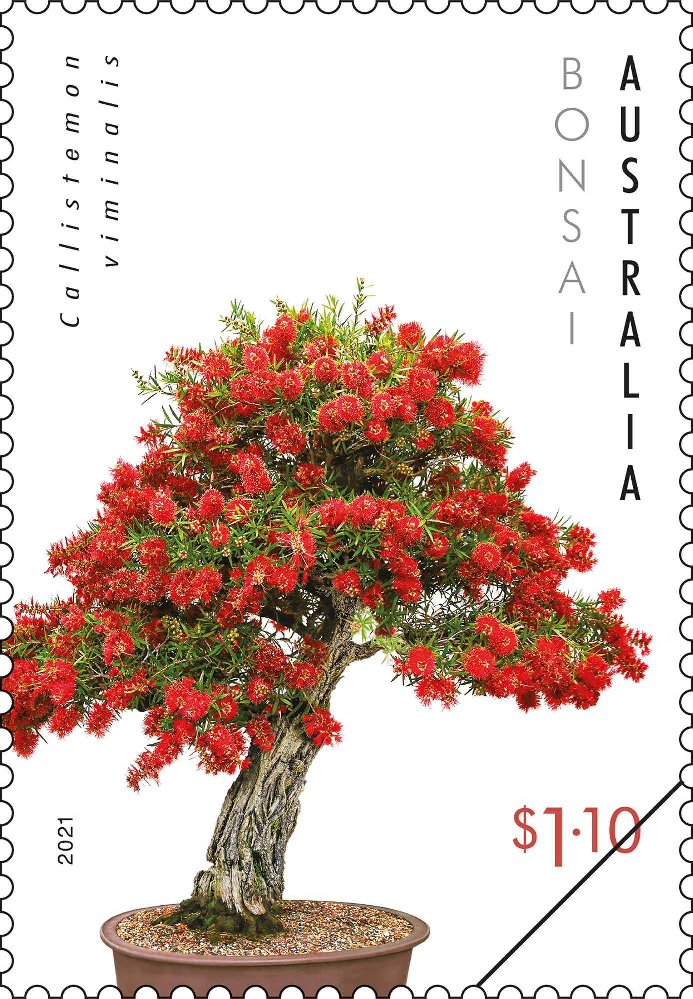 Australian Native Bonsai - Australia Post