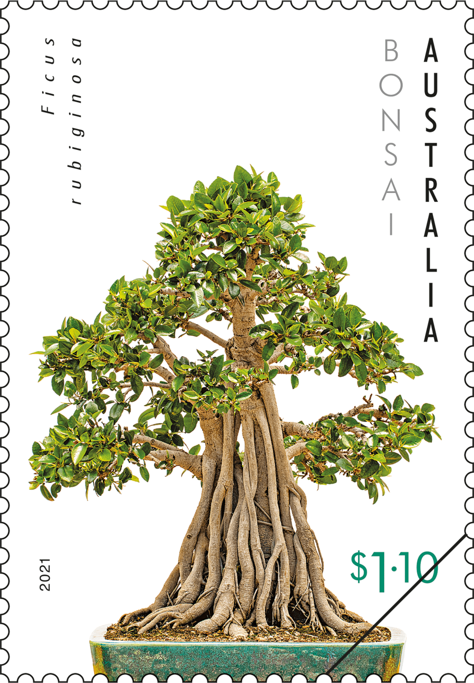 $1.10 Ficus rubiginosa