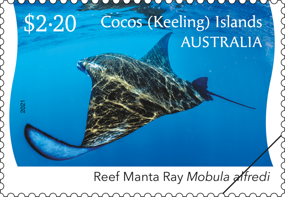 $2.20 Reef Manta Ray – dark dorsal view