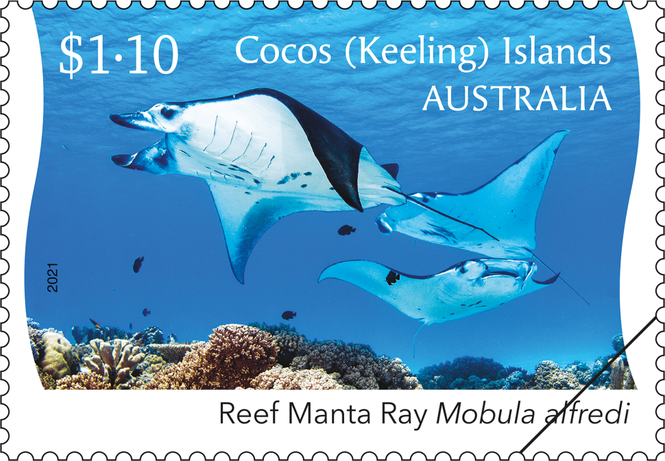 $1.10 Reef Manta Ray – group of three