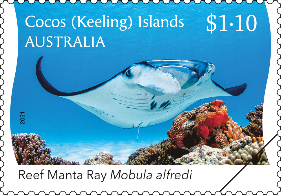 $1.10 Reef Manta Ray – ventral view
