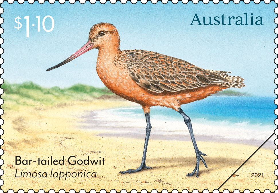 $1.10 Bar-tailed Godwit, Limosa lapponica