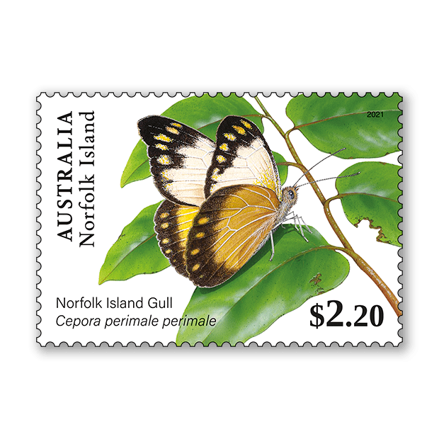 Norfolk Island Butterflies